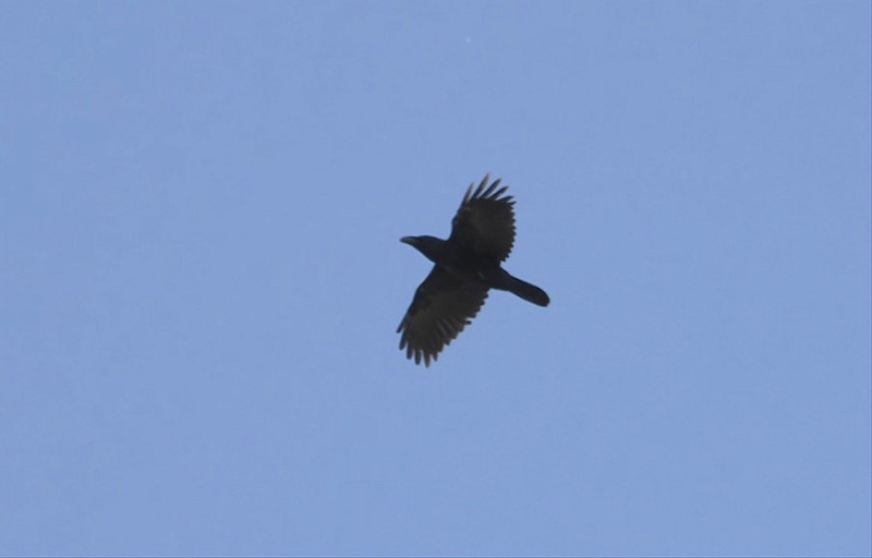 Raven - Hazel Wiseman.