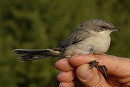 Eastern Lesser Whitethroat - Graham Connolly.