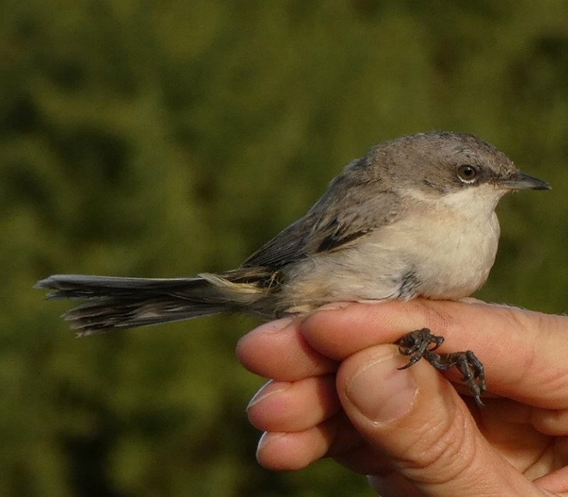 Eastern Lesser Whitethroat - Graham Connolly.