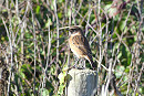Stonechat - Evie Taylor.