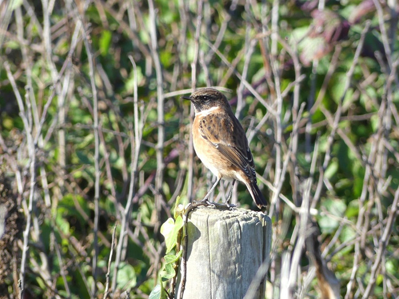 Stonechat - Evie Taylor.