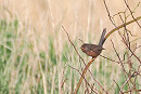Dartford Warbler - Harry Appleyard