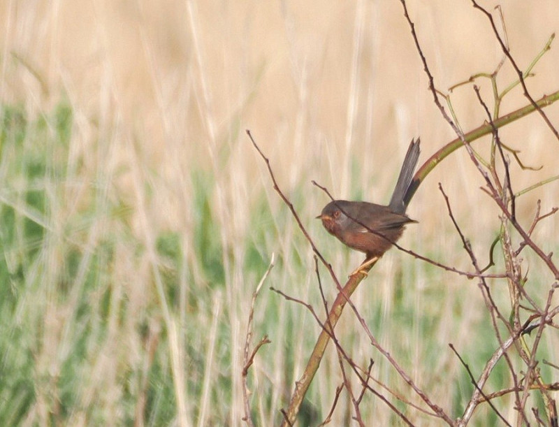 Dartford Warbler - Harry Appleyard