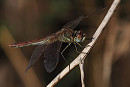 Red-veined Darter - Harry Appleyard.