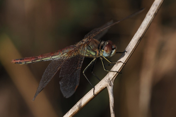 Red-veined Darter - Harry Appleyard.