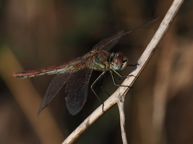 Red-veined Darter - Harry Appleyard.