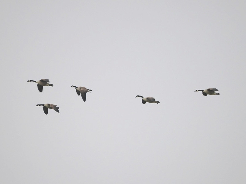 Canada Geese - Harry Appleyard.