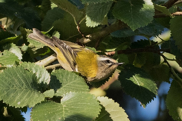 Firecrest - Pete Saunders.