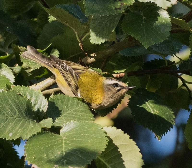 Firecrest - Pete Saunders.