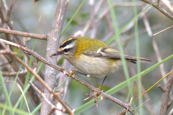 Firecrest - Adam Hutt.