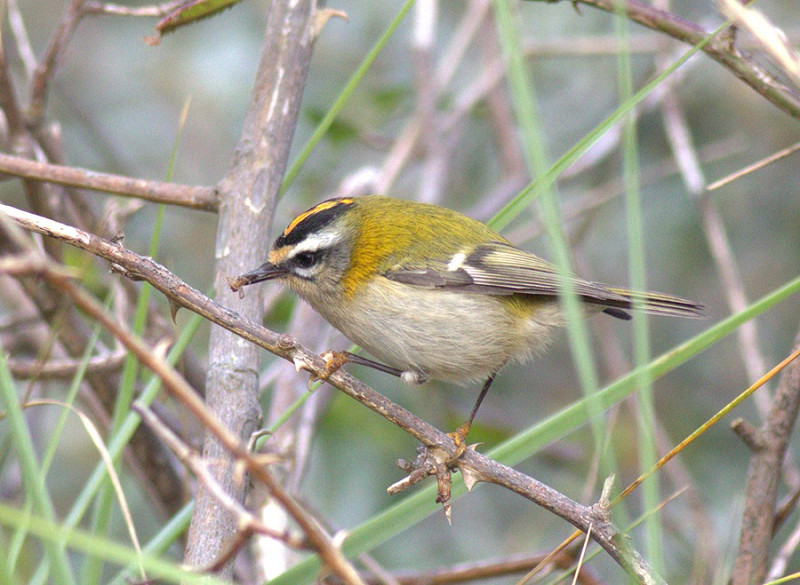 Firecrest - Adam Hutt.