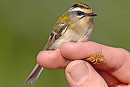 Firecrest - John Hewitt.