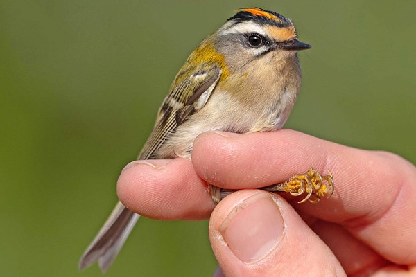 Firecrest - John Hewitt.