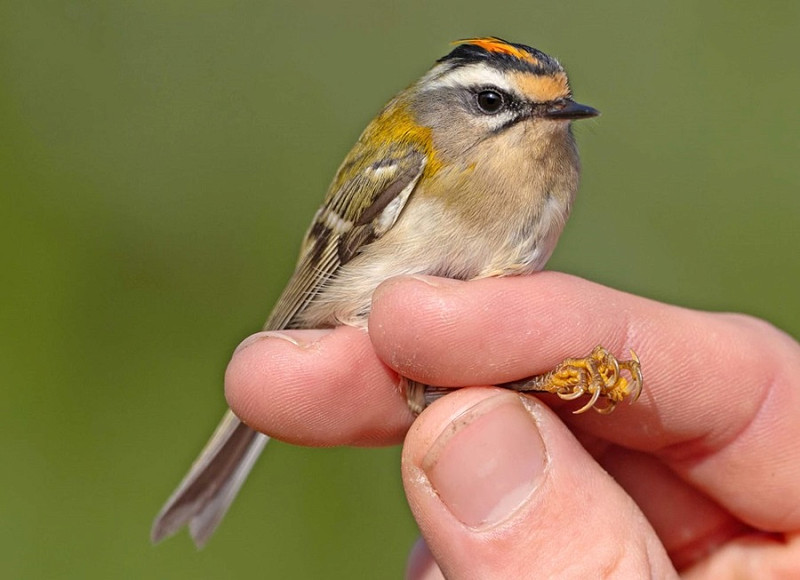 Firecrest - John Hewitt.