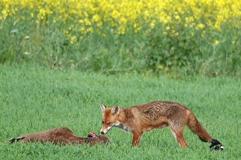 Fox having its tail pulled - Andrew Fletcher.