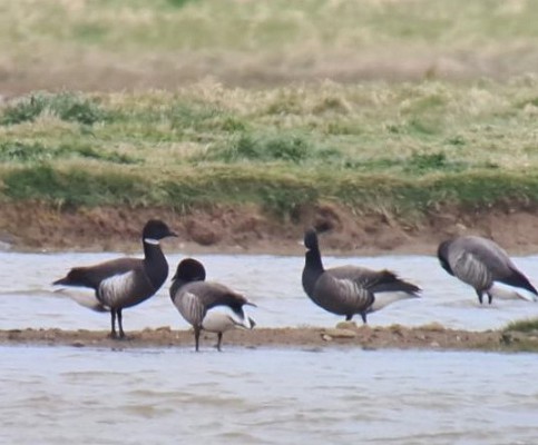 Black Brant with 2cy hybrid among Brents. Dave Foster.