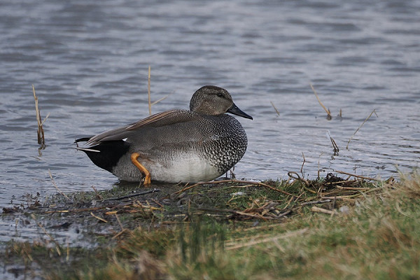 Gadwall - Harry Appleyard.