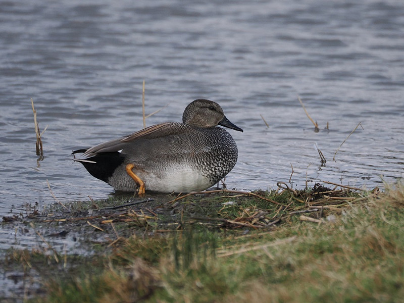 Gadwall - Harry Appleyard.