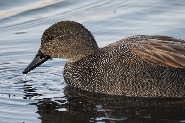 Gadwall - Harry Appleyard.