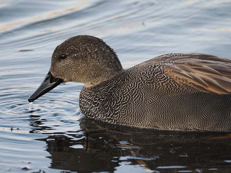 Gadwall - Harry Appleyard.