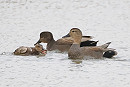 Gadwalls - Harry Appleyard.