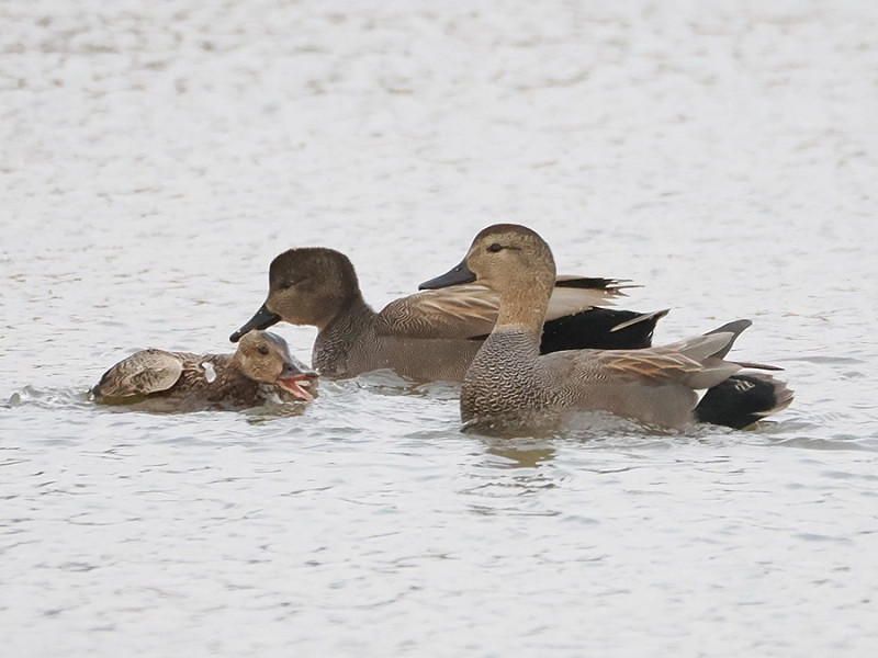 Gadwalls - Harry Appleyard.