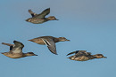 Garganey with Teal - Gary Vause.