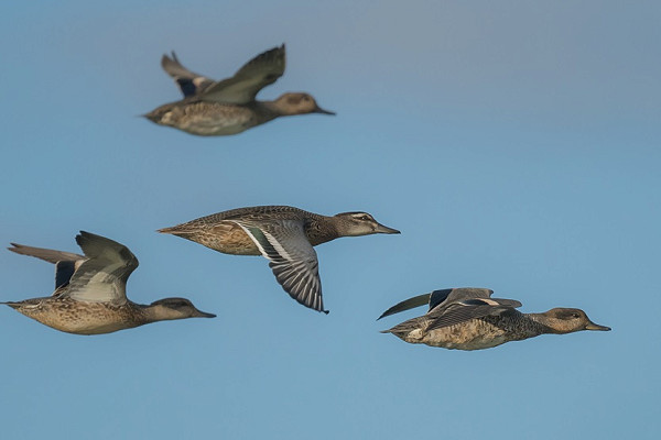 Garganey with Teal - Gary Vause.