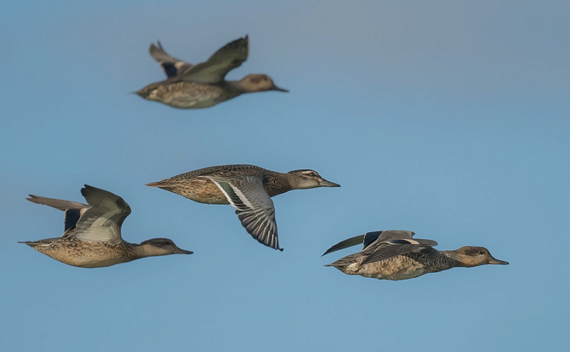 Garganey with Teal - Gary Vause.