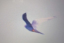 back of camera shot Red-footed Falcon - George Best.