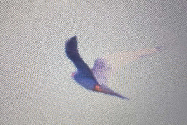 back of camera shot Red-footed Falcon - George Best.