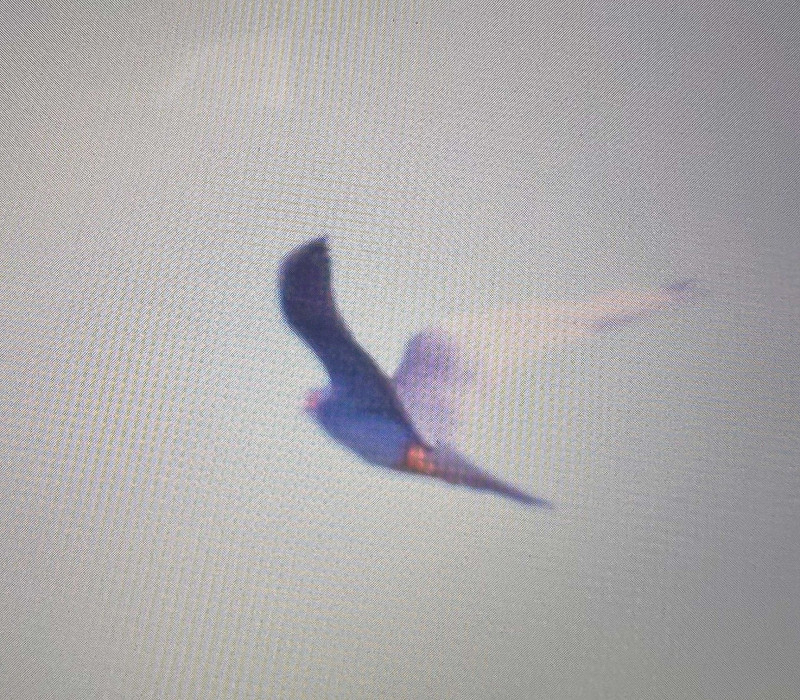 back of camera shot Red-footed Falcon - George Best.