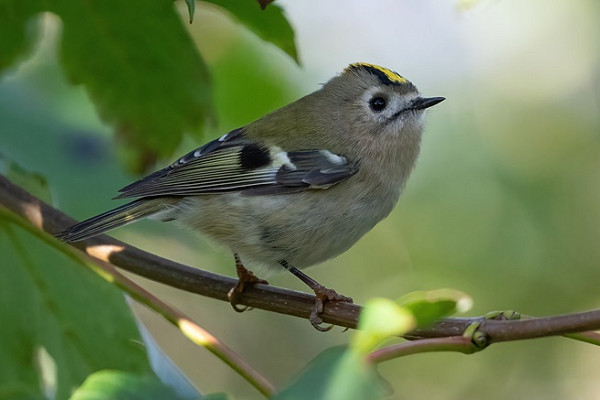 Goldcrest - Bethan Clyne.