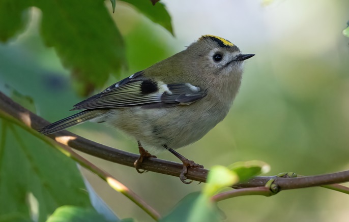 Goldcrest - Bethan Clyne.