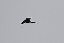 Glossy Ibis - Harry Appleyard.