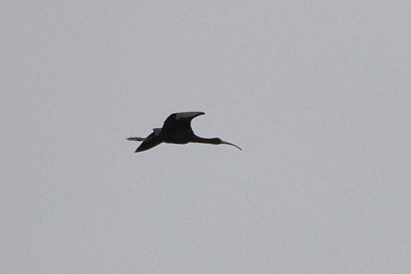 Bird sightings Thursday, 08 May 2025