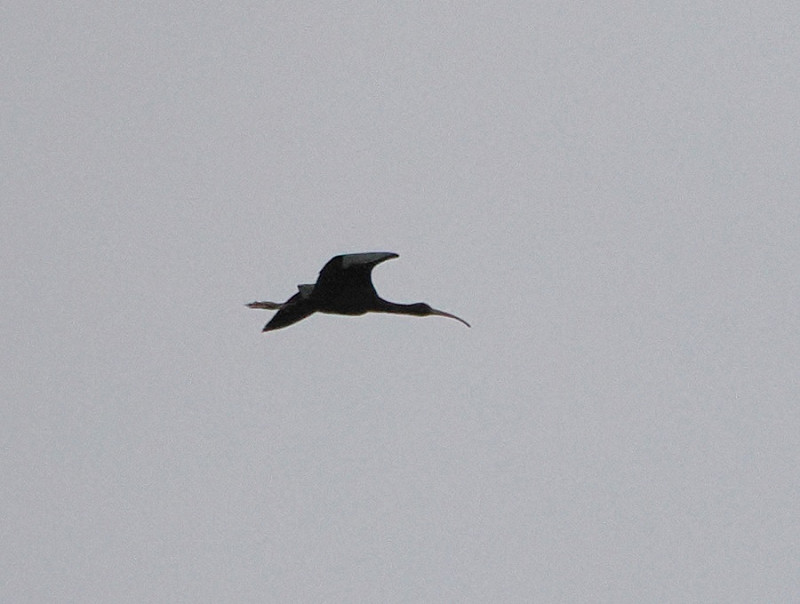 Glossy Ibis - Harry Appleyard.