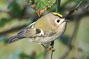 Goldcrest - Harry Appleyard.