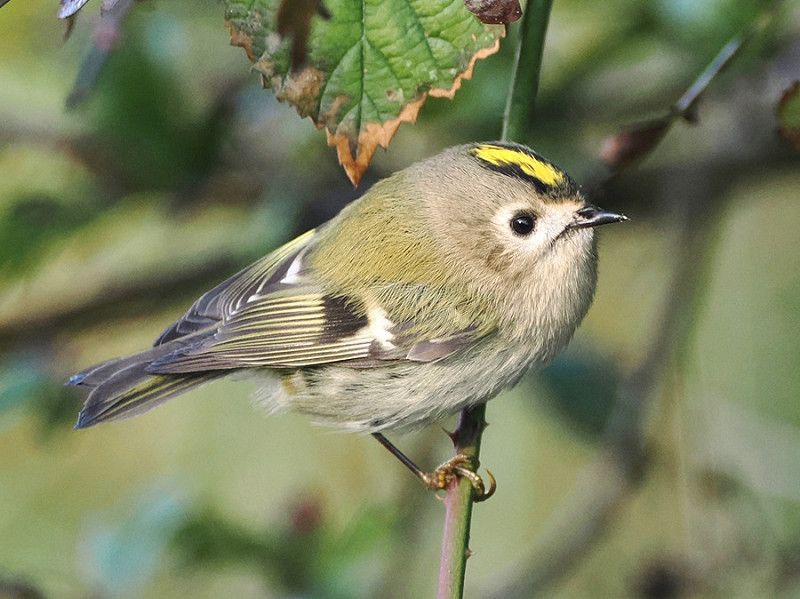 Goldcrest - Harry Appleyard.