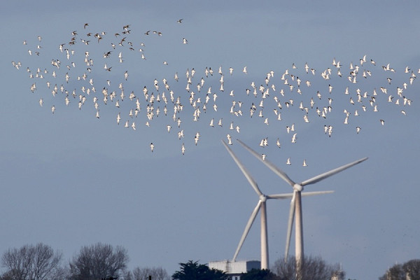 Golden Plovers - Harry Appleyard.