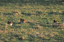 Golden Plovers - Harry Appleyard.