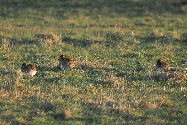 Golden Plovers - Harry Appleyard.