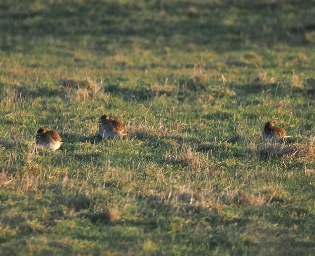 Golden Plovers - Harry Appleyard.