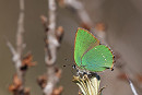 Green Hairstreak - Dave Constantine.