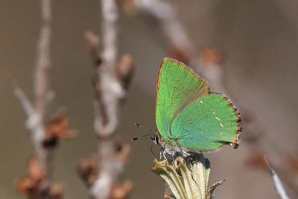 Green Hairstreak - Dave Constantine.
