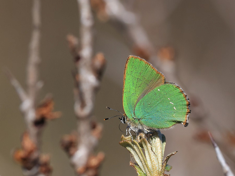 Green Hairstreak - Dave Constantine.