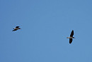 Green Sandpiper - Harry Appleyard.