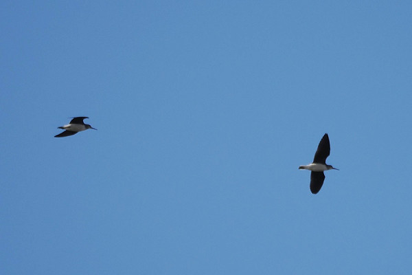 Green Sandpiper - Harry Appleyard.