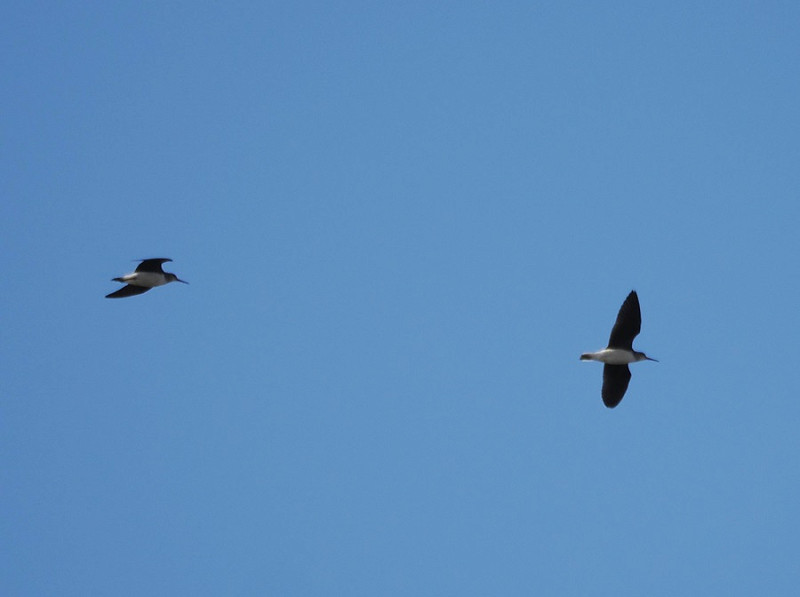 Green Sandpiper - Harry Appleyard.