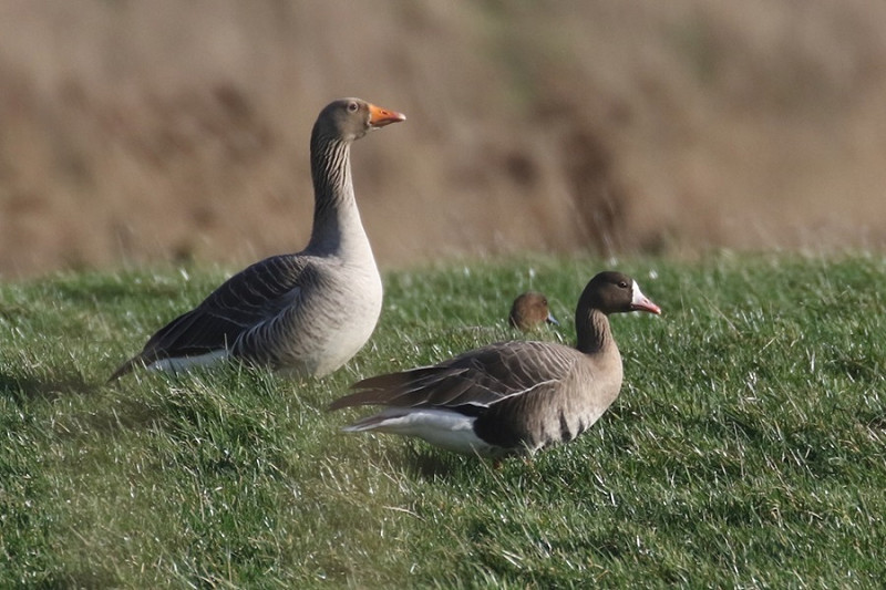 White-fronted Goose with Greylag - Denise Shields.